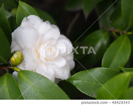 Camellia 48428343
