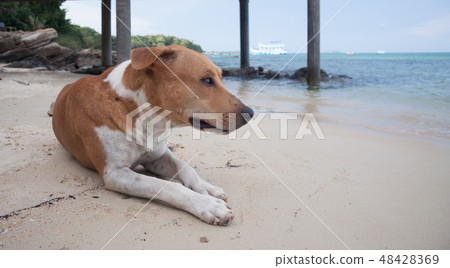 Dog on the beach 48428369