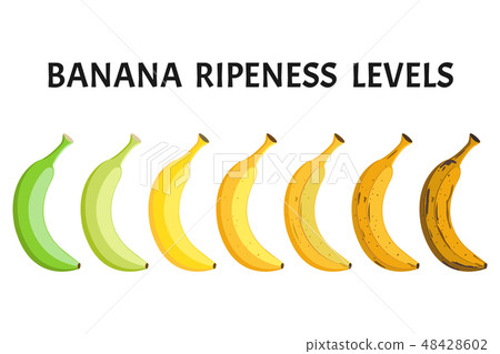 Banana ripeness levels vector set - Stock Illustration [48428602] - PIXTA