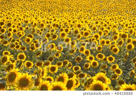 sun flower field 48428888