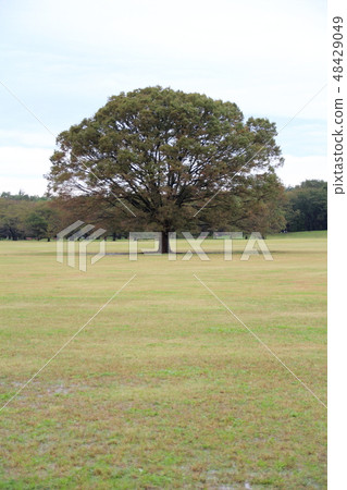 Plants · Trees 48429049