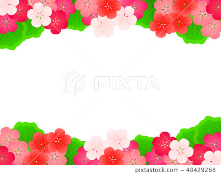 大竺葵花例證背景 大竺葵花例證背景 48429268