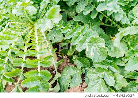 Field image Field image 48429524