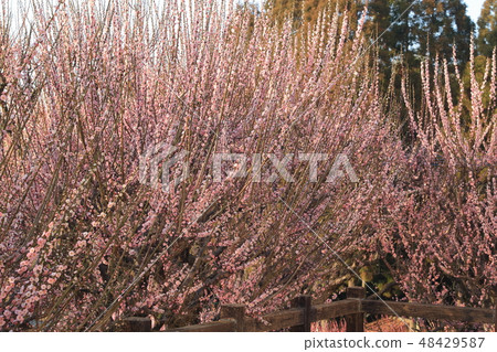Omuta-shi Funami-ji Temple flowers, Omuta-shi Funami-ji Temple flowers, 48429587