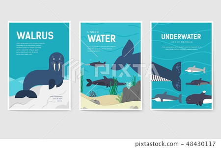 Set of Sea mammals pattern concept. Art animal, magazine, book, poster, abstract, banners, element 48430117