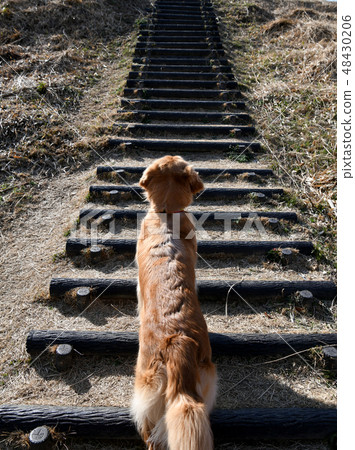 Dog going deals up stairs