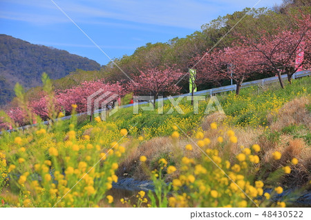 [Chiba Prefecture] Hodagawa Yoritomo Sakura Festival 48430522