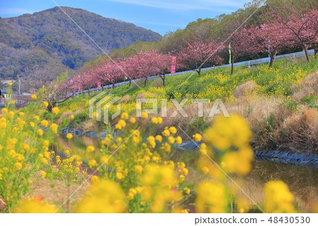 [Chiba Prefecture] Hodagawa Yoritomo Sakura Festival 48430530
