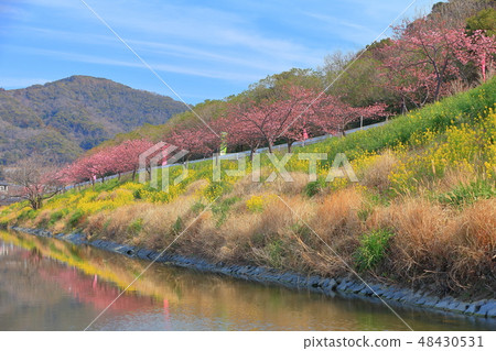 [Chiba Prefecture] Hodagawa Yoritomo Sakura Festival 48430531