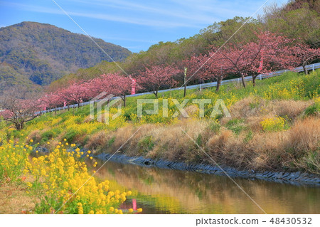 [Chiba Prefecture] Hodagawa Yoritomo Sakura Festival 48430532