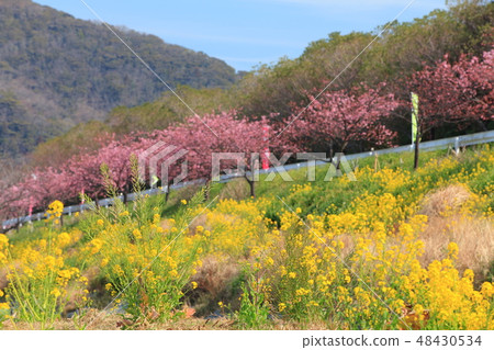[Chiba Prefecture] Hodagawa Yoritomo Sakura Festival 48430534