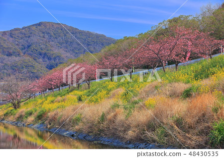 [千葉縣] da田川百合櫻節 48430535