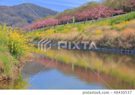 [Chiba Prefecture] Hodagawa Yoritomo Sakura Festival 48430537