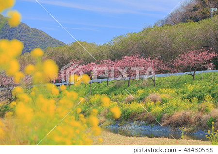 [Chiba Prefecture] Hodagawa Yoritomo Sakura Festival 48430538