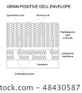 Gram-positive cell envelope 48430587