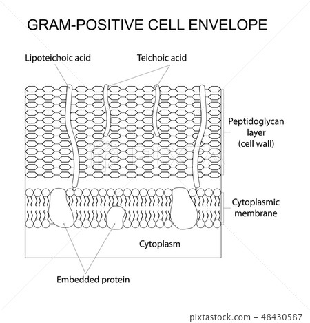 Gram-positive cell envelope Gram-positive cell envelope 48430587
