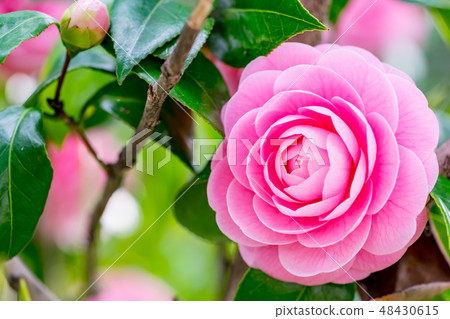 花壇 花壇 48430615