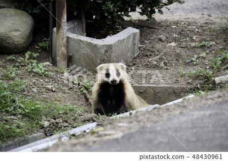 兩個有角的護身符 兩個有角的護身符 48430961