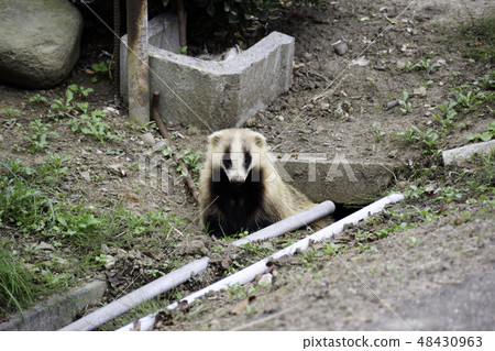Two Japanese Badger Badger Two Japanese Badger Badger 48430963