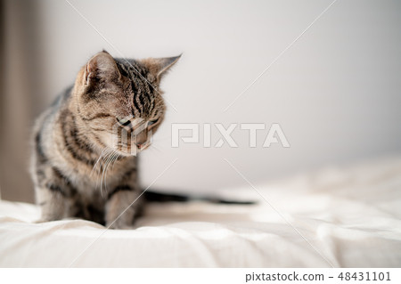 馬塔里貓 48431101