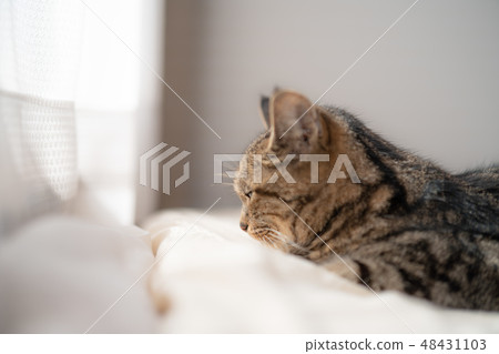 Mattari cat Mattari cat 48431103