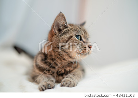 Mattari cat Mattari cat 48431108