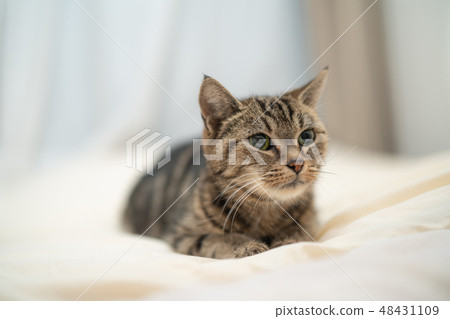 馬塔里貓 48431109