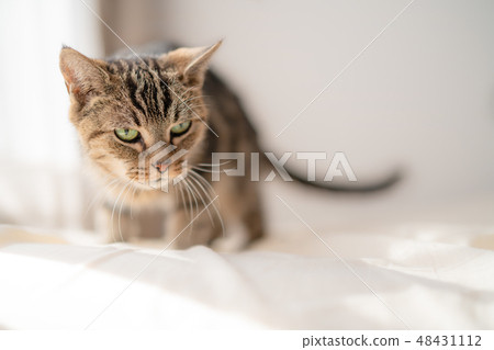 馬塔里貓 馬塔里貓 48431112