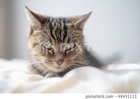 Mattari cat 48431113