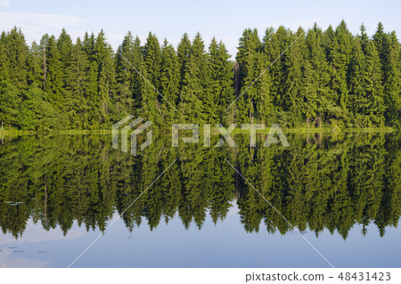 forest lake 48431423