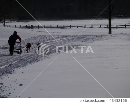 狗拉雪橇種族剪影 狗拉雪橇種族剪影 48432166