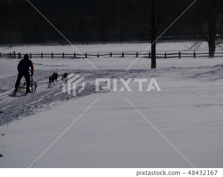 Dog sled race silhouette 48432167
