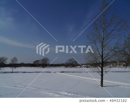 北海道的雪原和小樹林 48432182