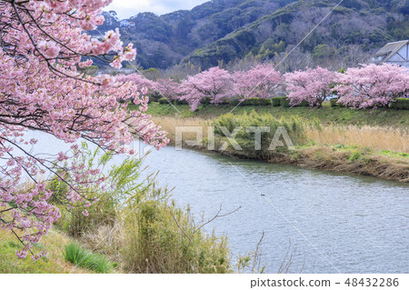 Southern Cherry Blossoms and Rape Blossom Festival 48432286