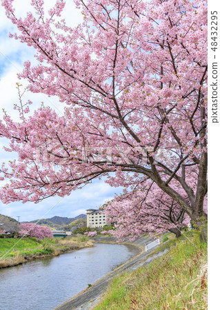Southern Cherry Blossoms and Rape Blossom Festival 48432295