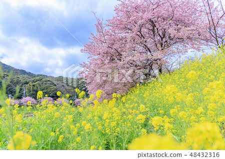 Southern Cherry Blossoms and Rape Blossom Festival 48432316