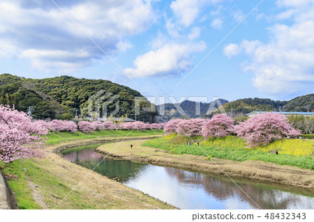 Southern Cherry Blossoms and Rape Blossom Festival 48432343