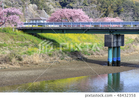 Southern Cherry Blossoms and Rape Blossom Festival 48432358