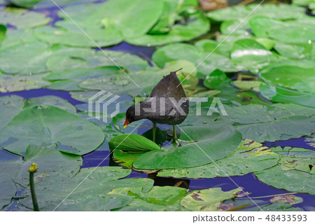 common moorhen walking over the water lily leaves common moorhen walking over the water lily leaves 48433593