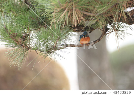 翠鳥 翠鳥 48433839