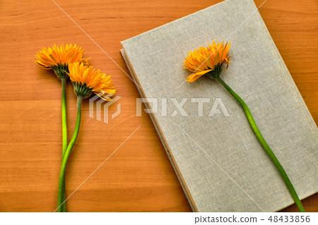 Still life with book and yellow flowers Still life with book and yellow flowers 48433856