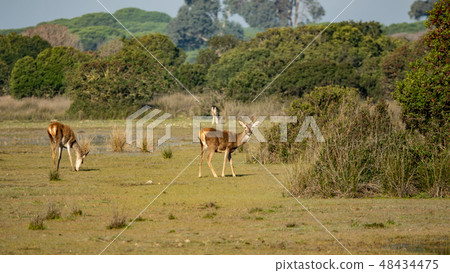 Cervus elaphus hispanicus looking at the camera in Donana 48434475