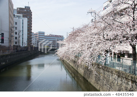 Shikugawa 48435540