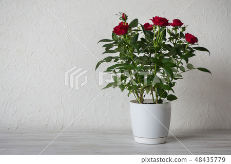 Red rose in a pot on wooden table with copy space Red rose in a pot on wooden table with copy space 48435779