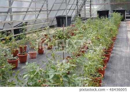 The tomato plants planted by fertigation method The tomato plants planted by fertigation method 48436005