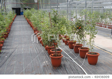 The tomato plants planted by fertigation method The tomato plants planted by fertigation method 48436009