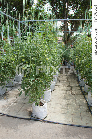 The tomato plants planted by fertigation method The tomato plants planted by fertigation method 48436014