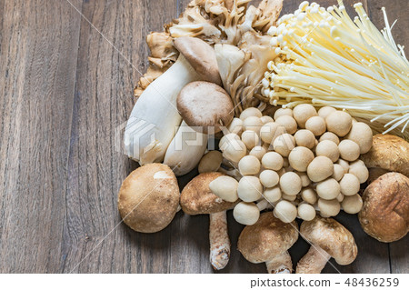 Mushrooms 48436259