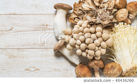 Mushroom type banner 48436260