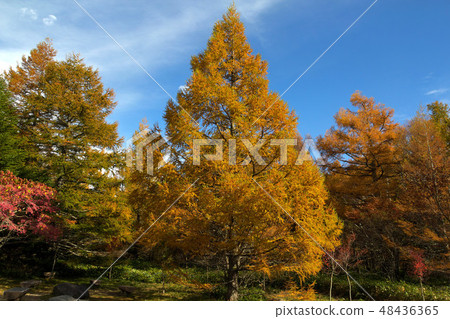 Autumn Misen Water Nature Park 48436365